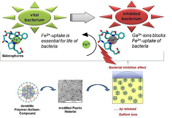 Schematische Darstellung des Konzepts der antibakteriellen Wirkung von Gallium als antibakterielles Kunststoff-Additiv in Form von dendritischen Polymer-Gallium-Verbindungen