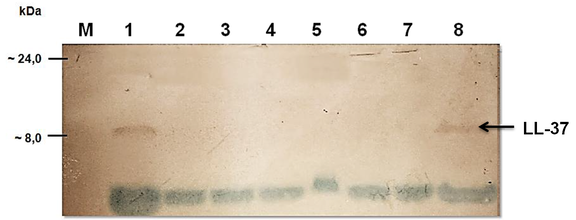 Antikörper-basierter Nachweis des antimikrobiellen Peptids LL-37 nach Expression durch die Hefe Pichia pastoris.
