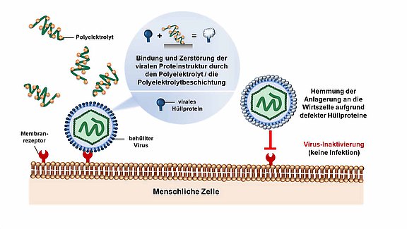 Antiviraler_Wirkmechanismus_Polyelektrolyte_web.jpg 