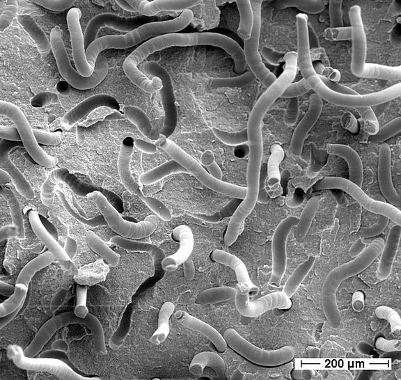 Microscopic image of a fibre-reinforced plastic Fibre-reinforced plastic