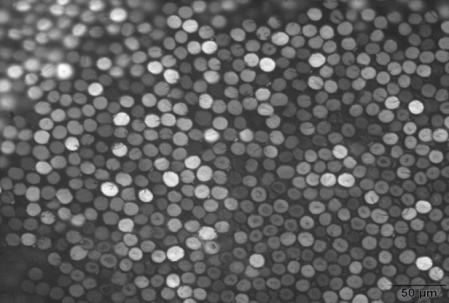 Verschiedene Querschnitte von PAN-Fasern, hergestellt aus DMSO-Lösungen