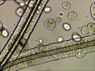 Transcrystallisation of a polymer on a reinforcing fibre