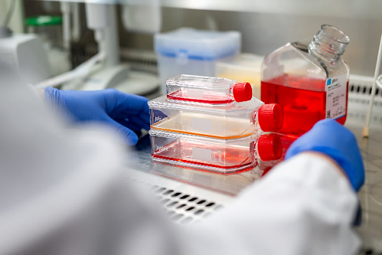 Zellkultivierung für in vitro-Testungen